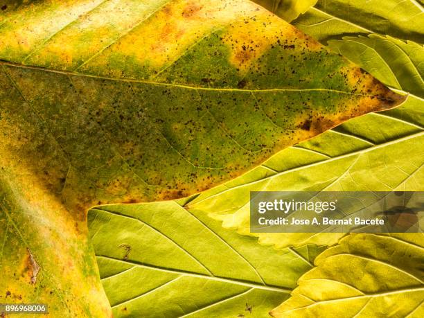 full frame shot of dry leaves, natural pattern. spain - leaf epidermis stock pictures, royalty-free photos & images