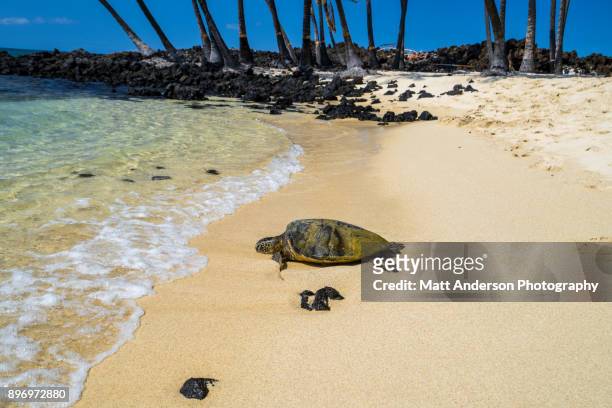 mahai’ula beach #5 - castaway island fiji stock pictures, royalty-free photos & images