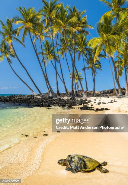 mahai’ula beach #6 - castaway island fiji stockfoto's en -beelden