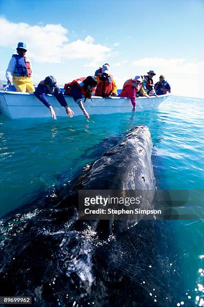whale watchers observing gray whale, san ignacio lagoon, baja california, mexico - whale watching stock pictures, royalty-free photos & images