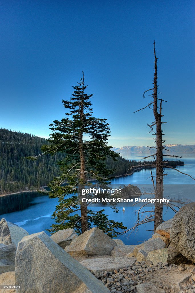 Trees at Emerald Bay