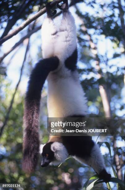 Lemurien Vari noir et blanc dans un arbre a Madagascar.