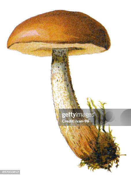 stockillustraties, clipart, cartoons en iconen met paddestoel - eetbare paddenstoel