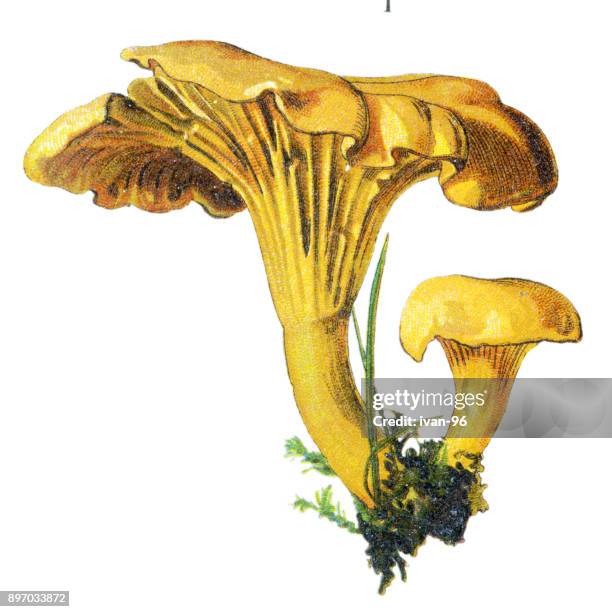 ilustrações de stock, clip art, desenhos animados e ícones de chanterelle - cogumelo comestível