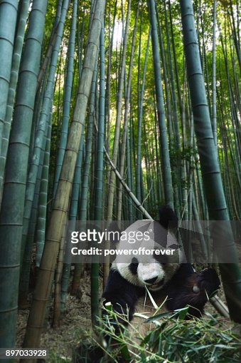 154 Bamboo Forest Panda Photos and Premium High Res Pictures - Getty Images