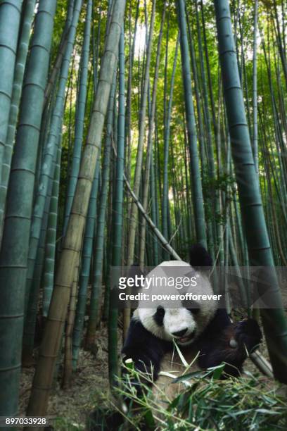 giant panda in bamboo forest - panda stock pictures, royalty-free photos & images