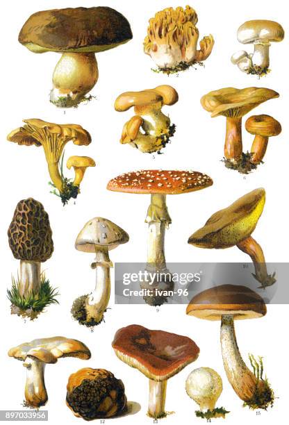 illustrazioni stock, clip art, cartoni animati e icone di tendenza di fungo - fungo