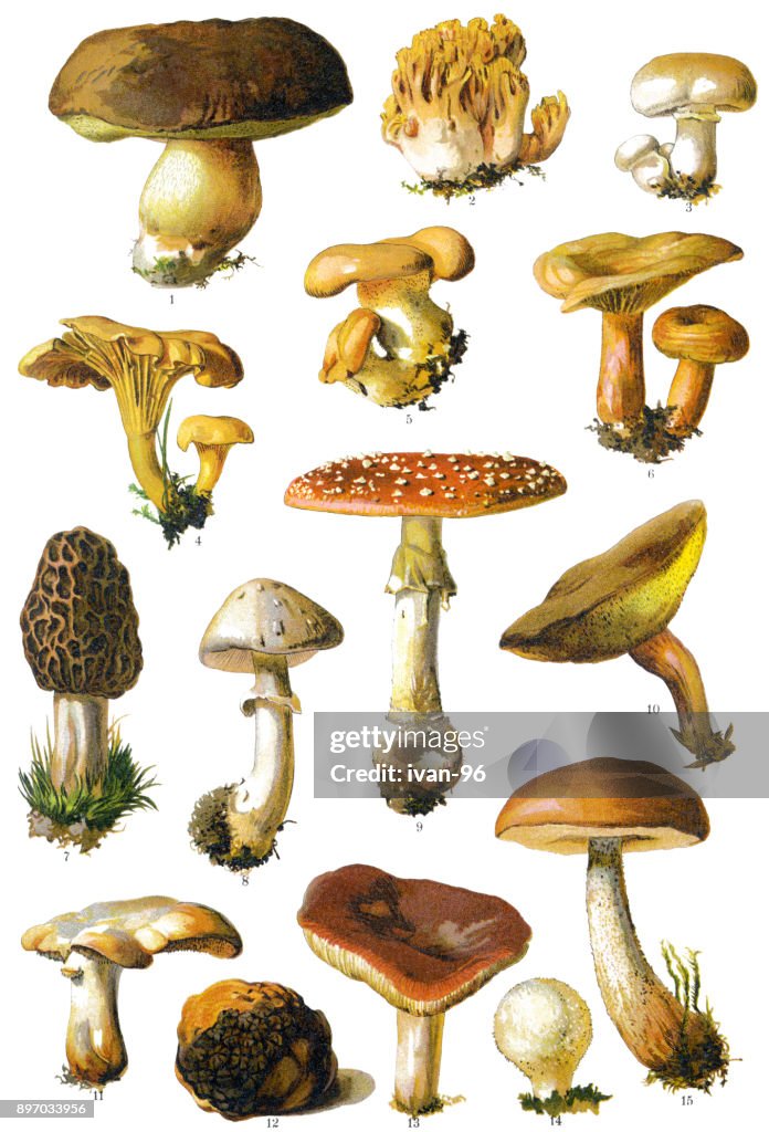 Mushroom