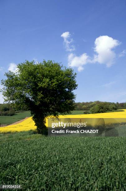 Paysage agricole de l'Eure, France.