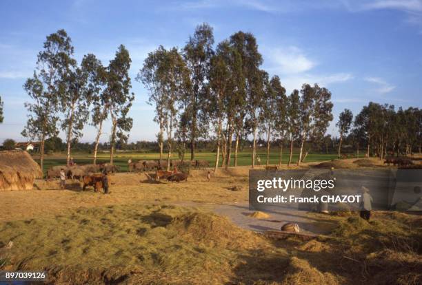 Moissons dans une ferme, dans la province de Khanh Hoa, Viet Nam.