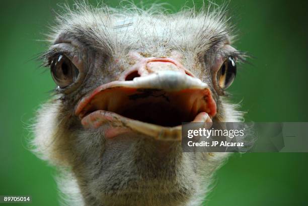 front profile of an ostrich with mouth open - face and profile and mouth open stock-fotos und bilder