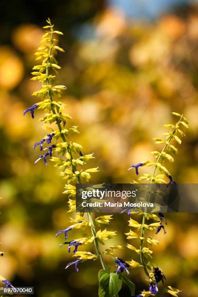 blue fading flowers of limelight mexican sage - mexican bush sage stock pictures, royalty-free photos & images