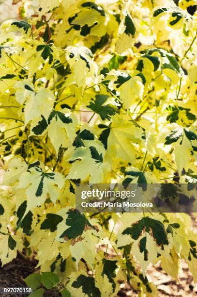 flowering maple. abutilon 'savitzii' - flowering maple tree stock pictures, royalty-free photos & images