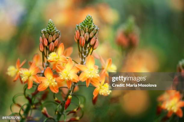 orange stalked bulbine flowers - bulbine stock pictures, royalty-free photos & images