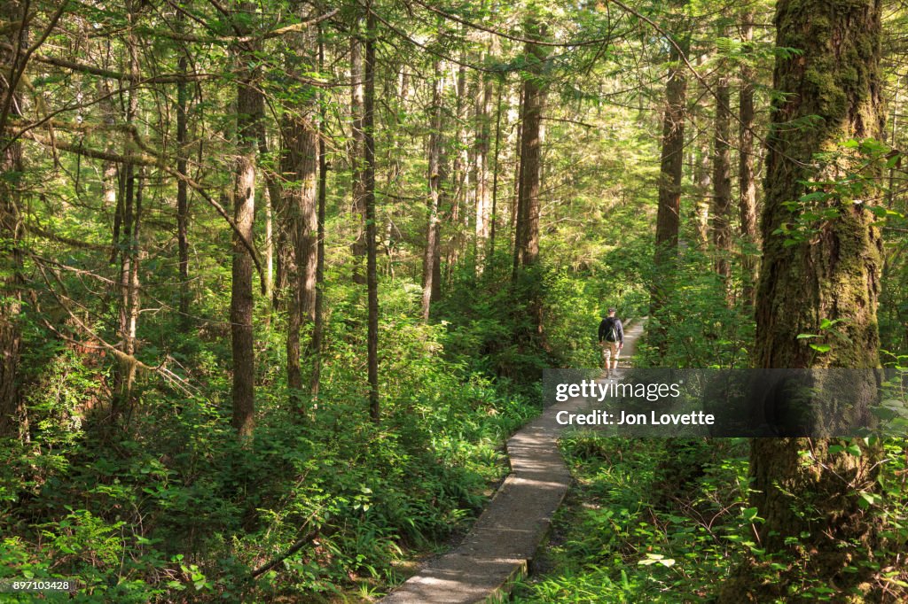 Hiker in forest on the trail to Cape Alava