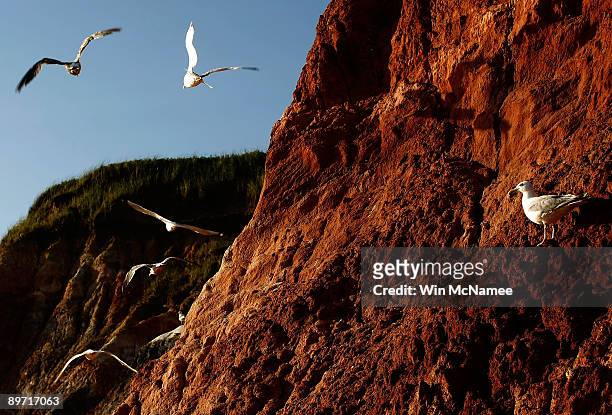 Seagulls fly past the red cliffs of Gay Head August 7, 2009 in Aquinnah, Massachusetts on the island of Martha's Vineyard. President Barack Obama and...