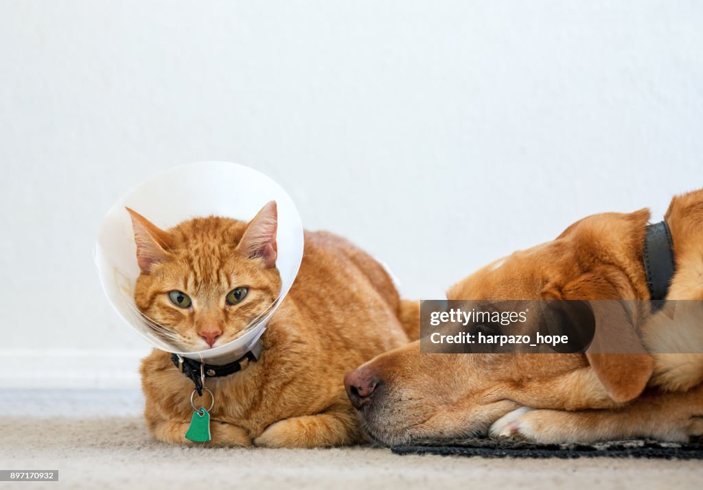 Sick cat wearing a cone sitting next to a dog.