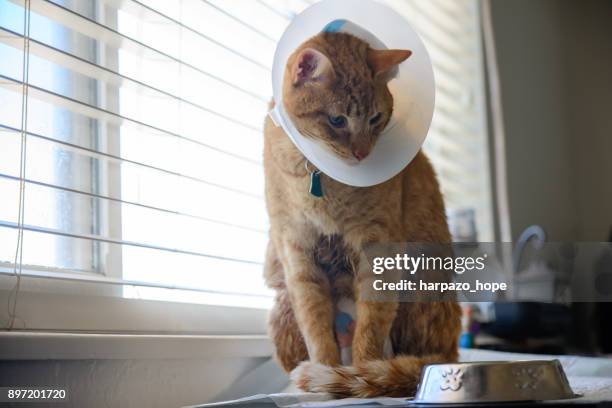 sick cat refusing to eat. - harpazo hope stock pictures, royalty-free photos & images