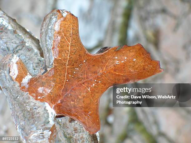 iced leaf - dave wilson webartz stock pictures, royalty-free photos & images