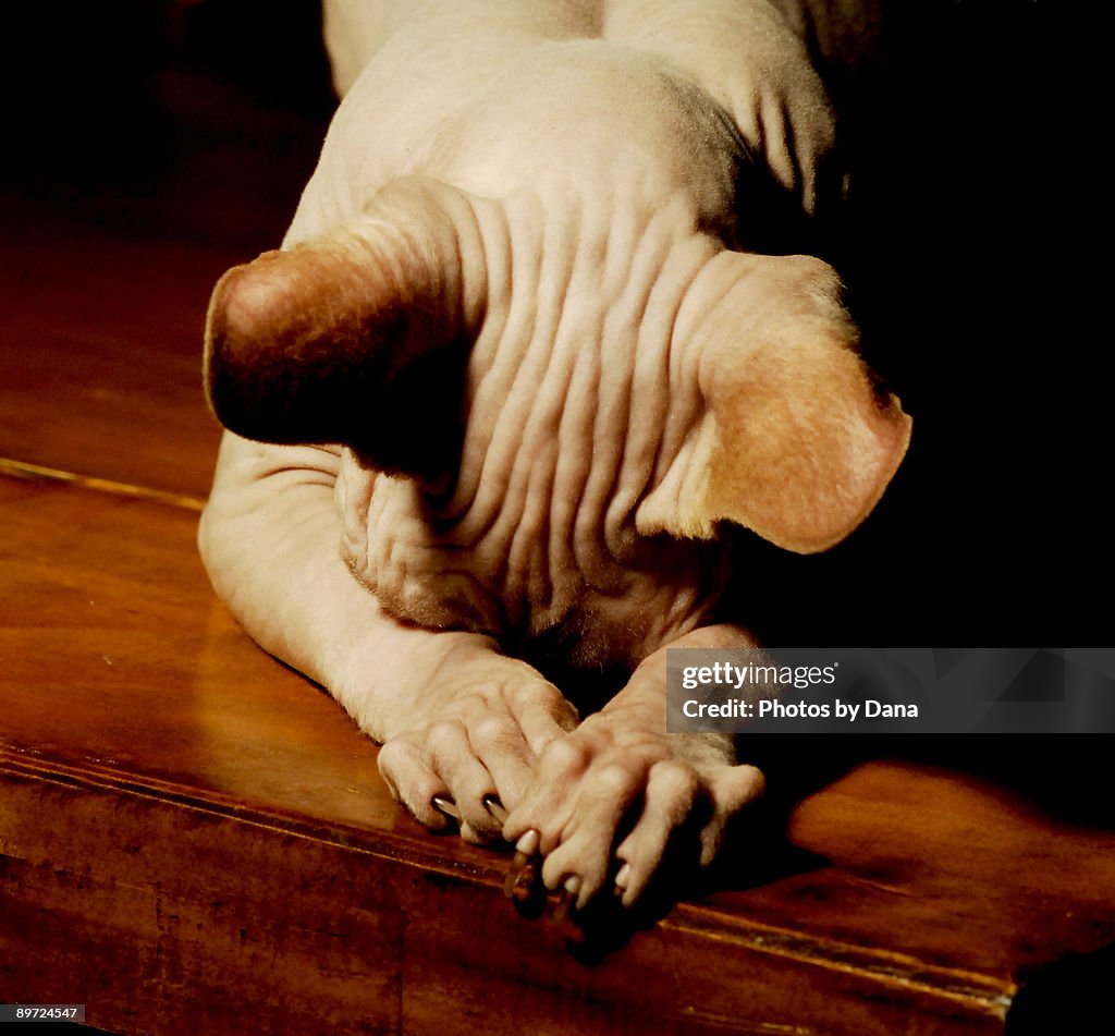 SPHYNX BOWING