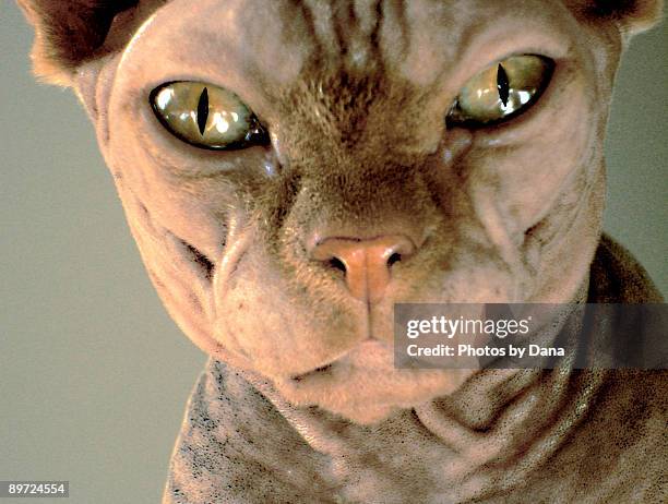 close up sphynx eyes and face - ugly cat stockfoto's en -beelden