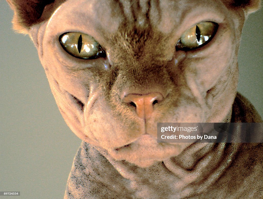 CLOSE UP SPHYNX EYES AND FACE
