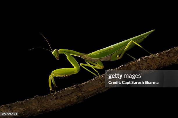 praying mantis stalking its pray at night - panchkula stockfoto's en -beelden