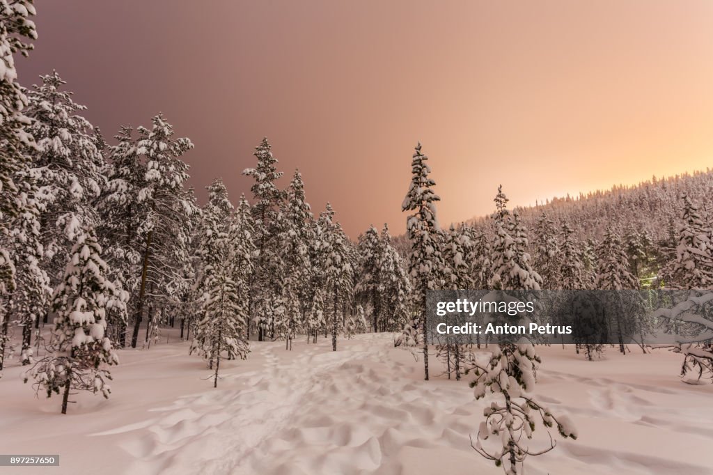 Snow-covered forest at night in Finland