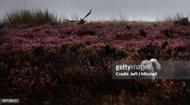 Gun dog flushes out a grouse from the heather on Horseupcleugh estate in the Lammermuir Hills in the Borders prior to the 2009 grouse shooting season...