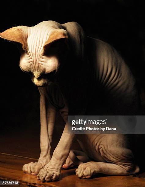 sphynx hairless cat  - ugly cat stockfoto's en -beelden