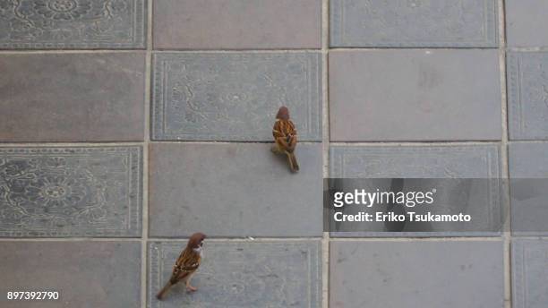 two sparrows on the tiled floor - dazaifu stock-fotos und bilder