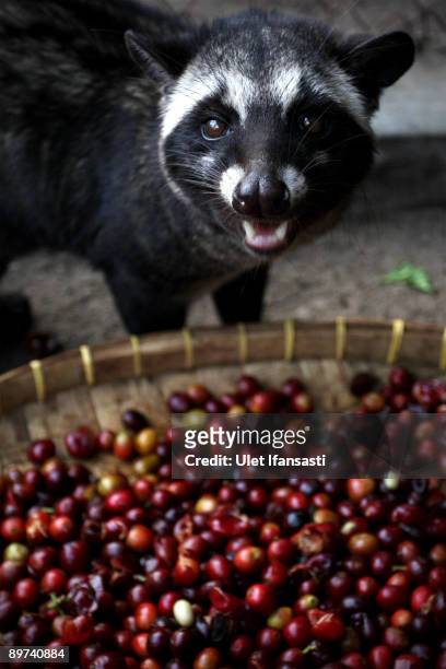 Civet is eating coffee during the production of Civet coffee, the world's most expensive coffee in Bondowoso on August 11, 2009 in East Java, near...