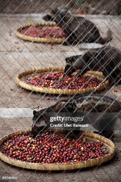 Civets is eating coffee during the production of Civet coffee, the world's most expensive coffee in Bondowoso on August 11, 2009 in East Java, near...