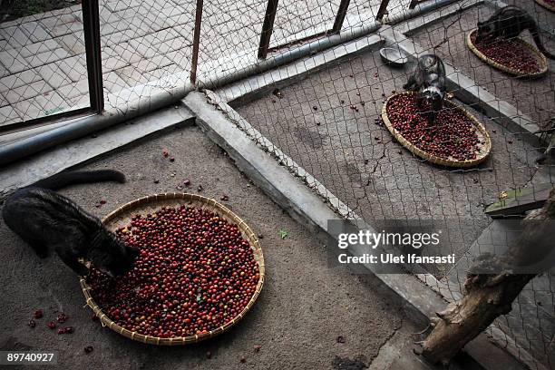 Civets is eating coffee during the production of Civet coffee, the world's most expensive coffee in Bondowoso on August 11, 2009 in East Java, near...