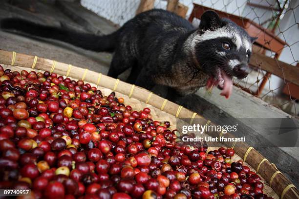 Civet is eating coffee during the production of Civet coffee, the world's most expensive coffee in Bondowoso on August 11, 2009 in East Java, near...