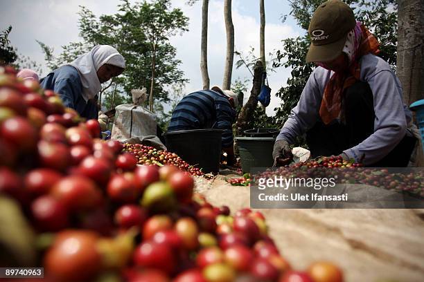 Farmers are choosing coffee during the production of Civet coffee, the world's most expensive coffee in Bondowoso on August 11, 2009 in East Java,...