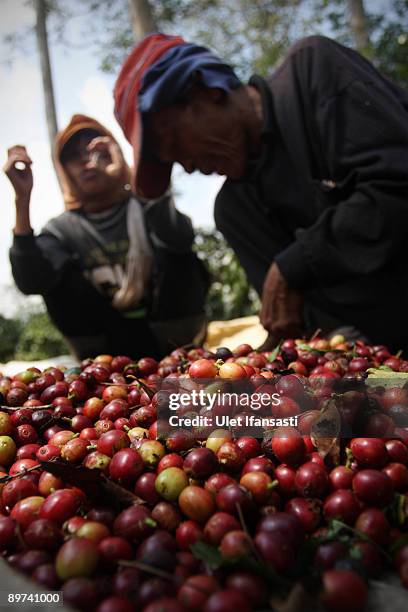 Farmers are choosing coffee before being eaten by civet during the production of Civet coffee, the world's most expensive coffee in Bondowoso on...