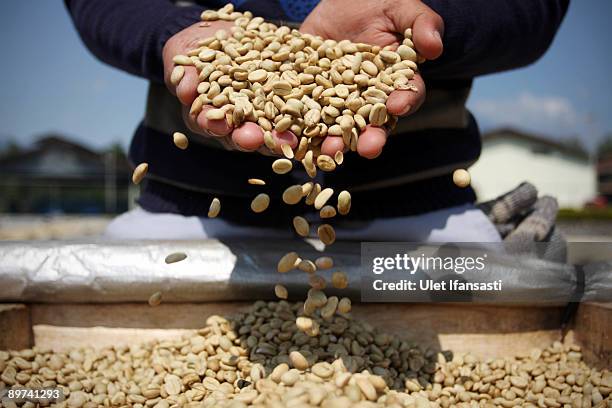 An employee handles the coffee which is the result of the civet dung during the production of Civet coffee, the world's most expensive coffee in...