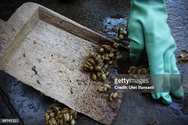 Workers clear the results of civet dung during the production of Civet coffee, the world's most expensive coffee in Bondowoso on August 11, 2009 in...