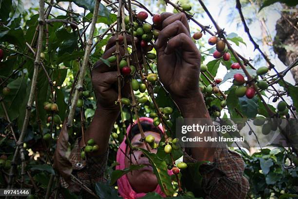 Farmers pick red coffee cherries in the plantation before being eaten by civet during the production of Civet coffee, the world's most expensive...