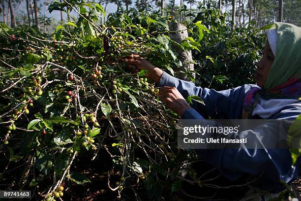 Farmers pick red coffee cherries in the plantation before being eaten by civets during the production of Civet coffee, the world's most expensive...