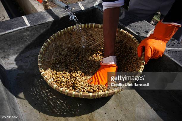 An employee prepares civet coffee by washing the result of civet dung during the production of Civet coffee, the world's most expensive coffee in...
