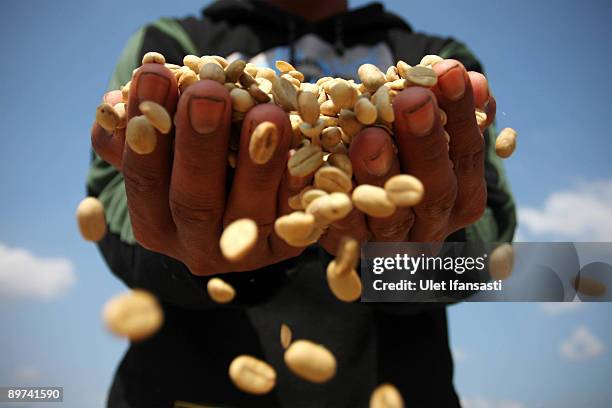 An employee handles the coffee which is the result of civet dung during the production of Civet coffee, the world's most expensive coffee in...