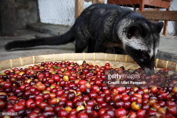 360 Kopi Luwak Photos and Premium High Res Pictures - Getty Images