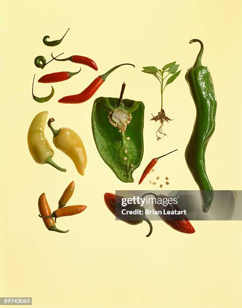 assortment of spicy chiles - ancho stock-fotos und bilder