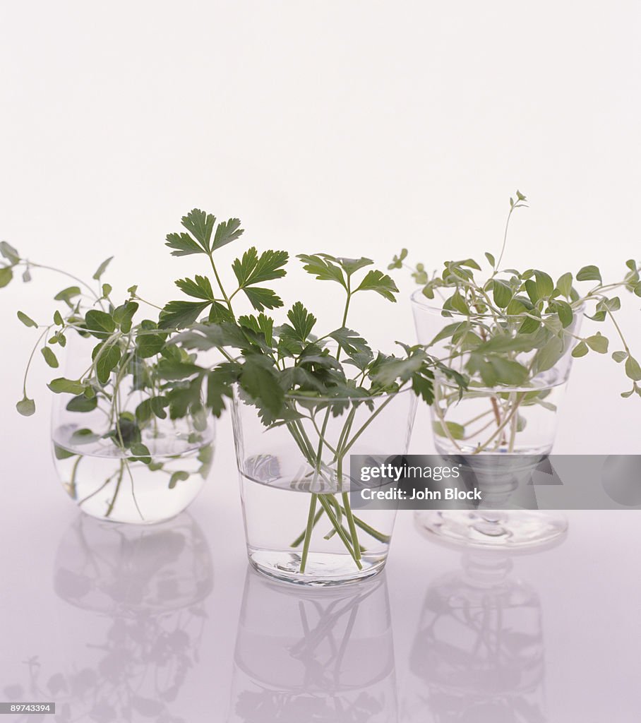 Herbs in glasses