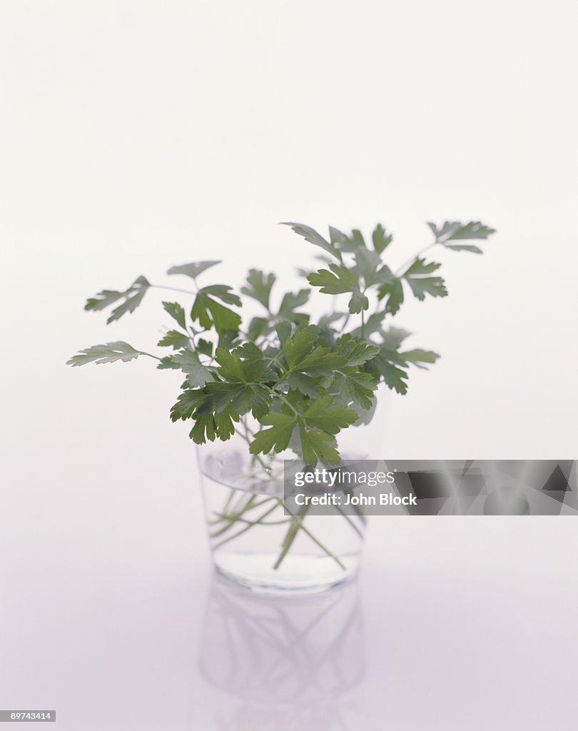 Parsley in glass