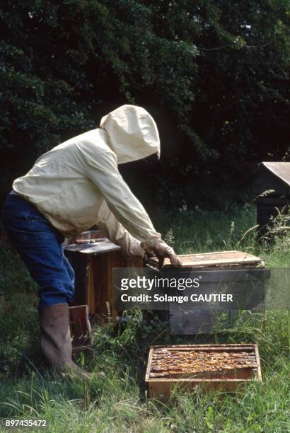 Apiculteur recoltant le miel dans une ruche.