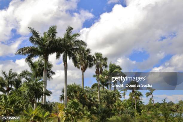 looking up at the palm trees, boca raton, florida, usa (cocos_nucifera) - boca raton stock pictures, royalty-free photos & images