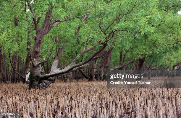 The Sundarbans, a UNESCO World Heritage Site and a wildlife sanctuary. The largest littoral mangrove forest in the world, it covers an area of 38,500...